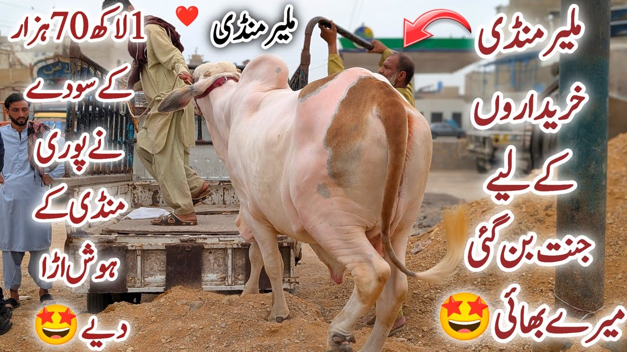 Malir Mandi Karachi Cattle Latest Rates Update 31 March 2026 || 170K Soda 🤩 || Bakra Eid Season 2026