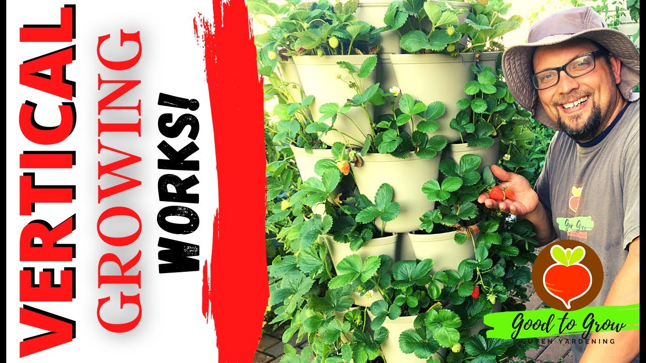 5 Reasons to Grow Strawberries Vertically | GreenStalk Vertical Gardening | Guten Yardening