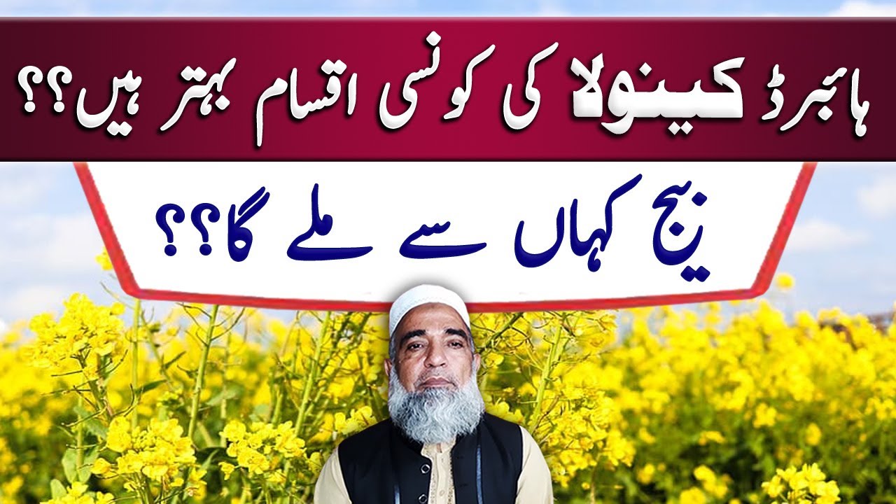 Availability Situation of Hybrid Canola Seed || Crop Reformer