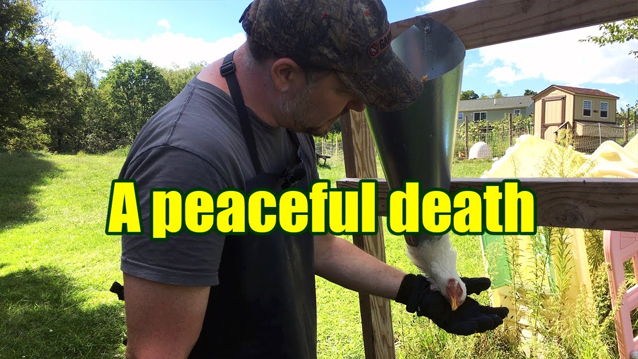 No stress chicken kill - Most humane, gentle, and peaceful method you will see.