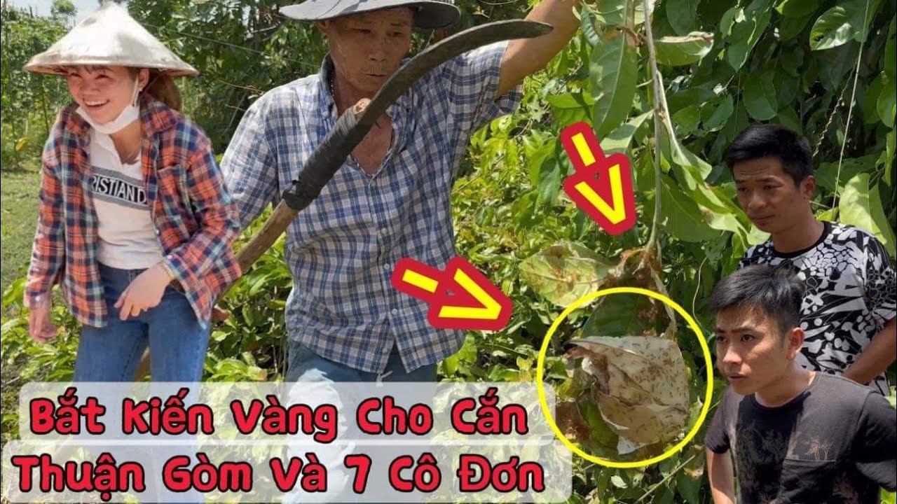 GĐ Phương Ế bắt kiến vàng cho c.ắ.n Thuận Gòm-7 Cô Đơn -Phương Ế Ra Tay Trả T.h.ù