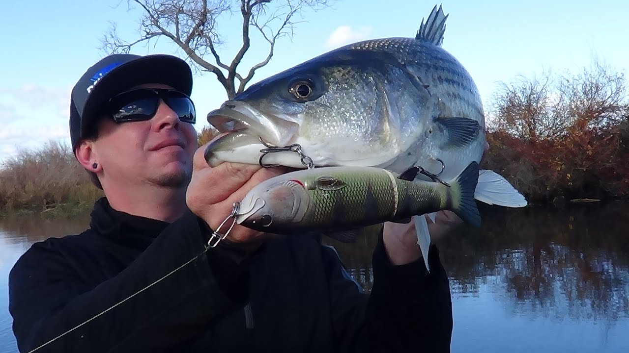 CALIF. DELTA STRIPED BASS ... RUSH BIG GLIDE!