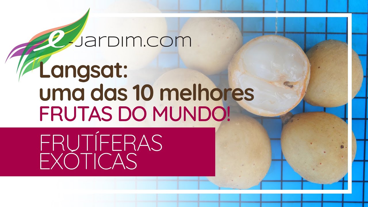 Langsat / Lans&atilde;o / Lanz&oacute;n: uma das 10 MELHORES FRUTAS DO MUNDO!