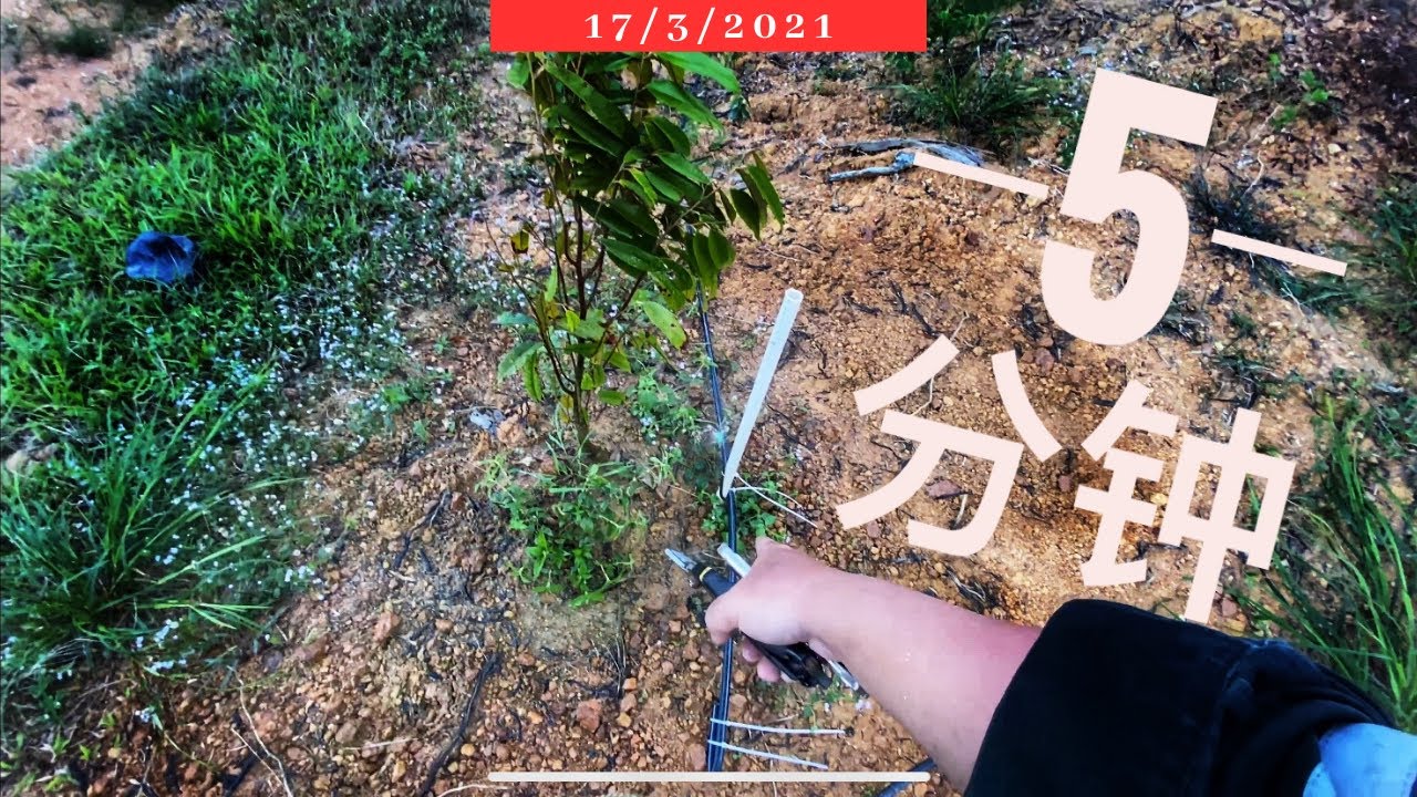 Vlog230【水量充沛】短短五分钟整个 #榴莲园 都浇灌了! #种植榴莲