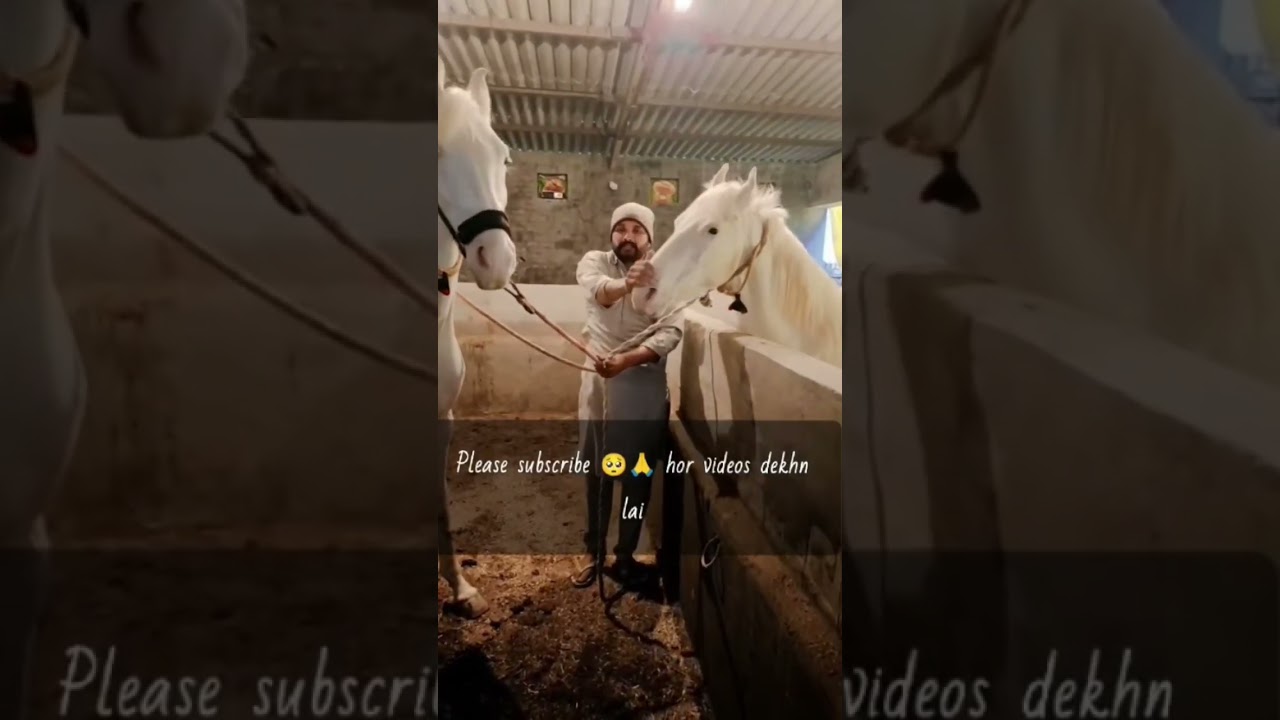 #karamjeetsingh #horsepower #punjabihorse #desilife# karamjeetsingh