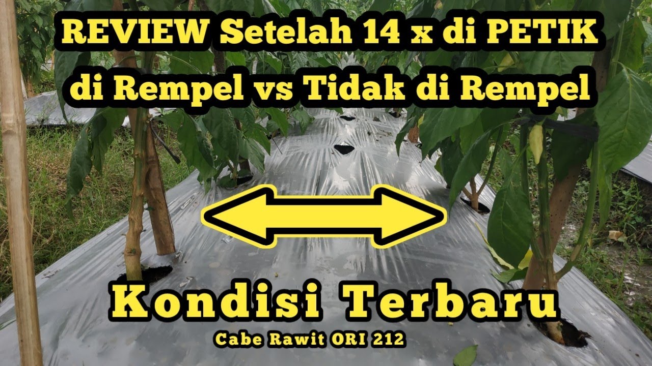 Hasil Perempelan Tunas Air Setelah 14x di Petik || Perempelan Tunas Cabe Rawit ||Cara Menanam Cabe||
