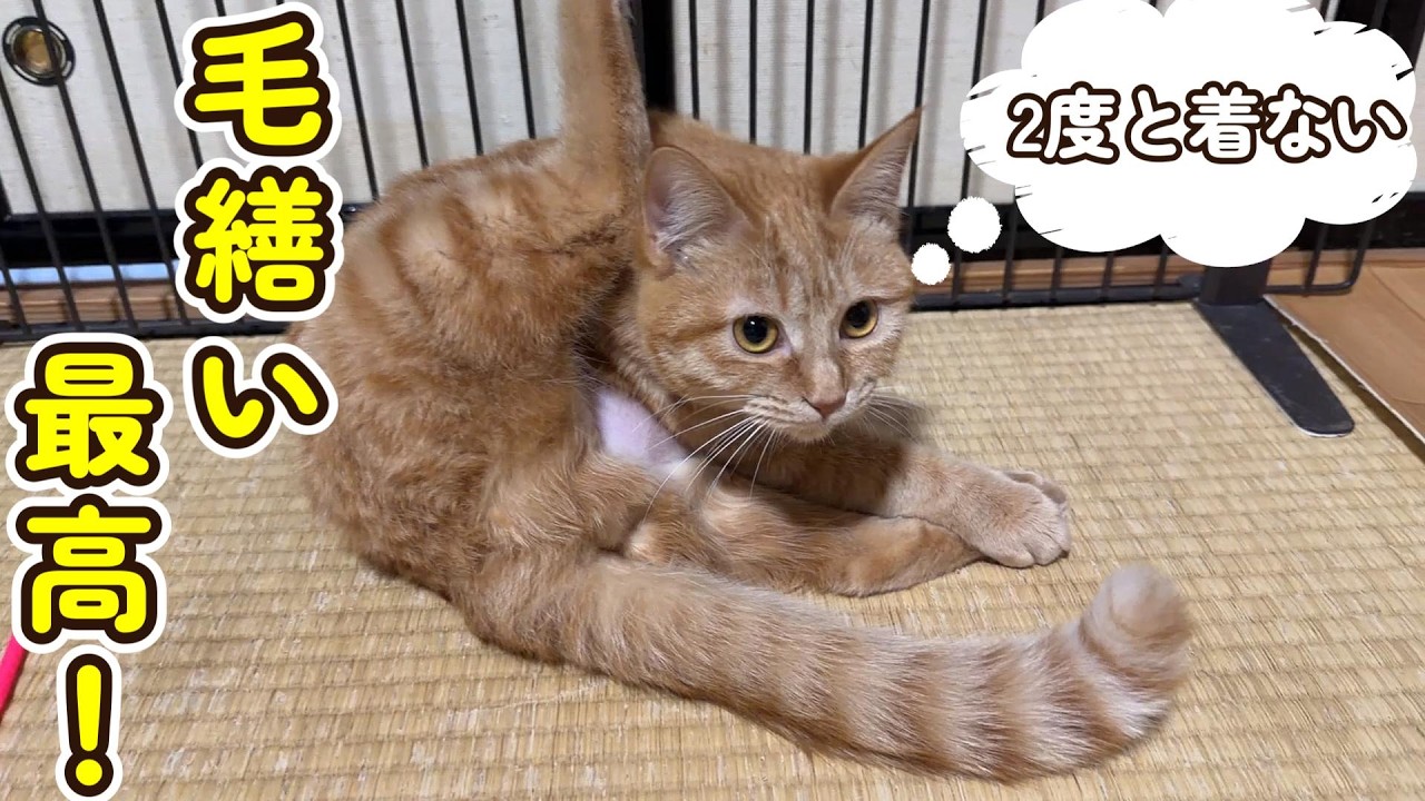 【毛繕い最高！】遂に茶トラんず脱ぎます☆