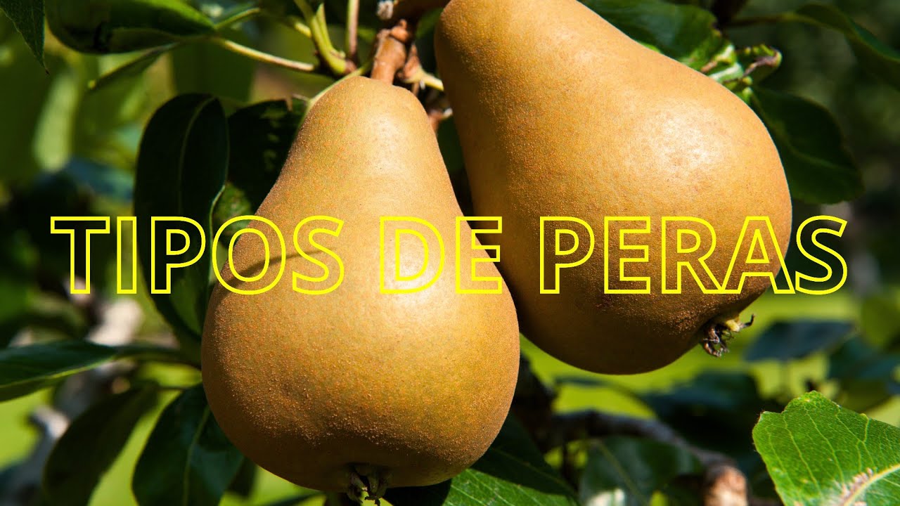 20 TIPOS DE VARIEDADES DE PERAS DIFERENTES!
