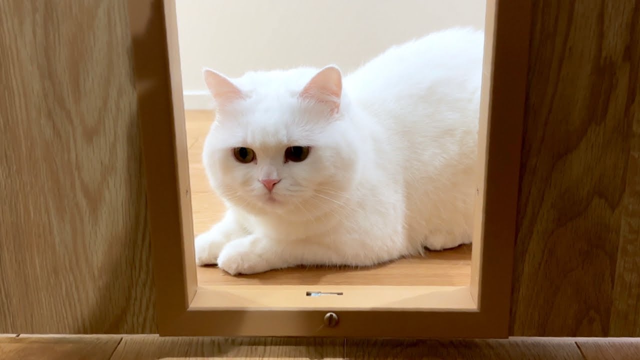 ペットドアが上手に使えなくて猫が拗ねちゃいました…。