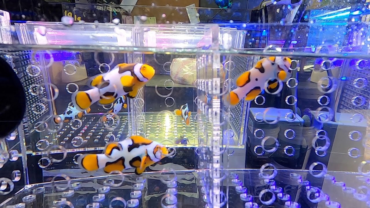 Clownfish - Designer Clown Fish 🇹🇼 小丑魚 台北水族店