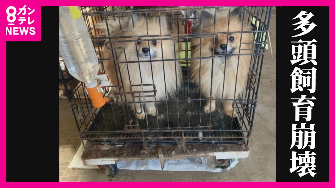 【犬や猫は「もの」？】多頭飼育崩壊や虐待あっても「所有権」によって保護は困難　悪質ブリーダーによる虐待など後絶たず　大阪府が対策へ〈カンテレNEWS〉