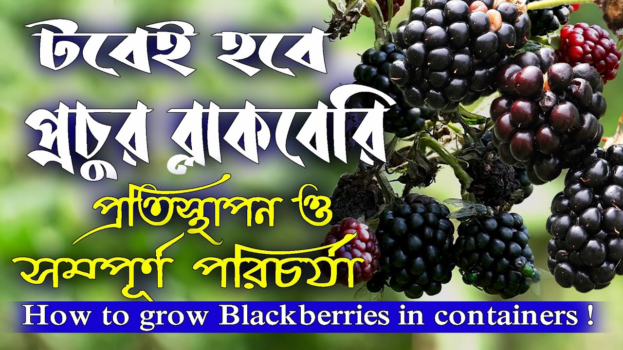 টবেই হবে প্রচুর ব্লাকবেরি ! How to grow blackberries in containers !
