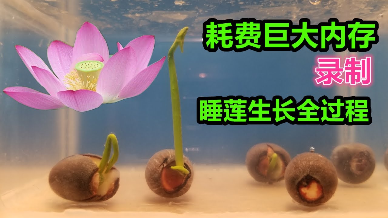 全天录制睡莲生长全过程,0-30天。耗费巨大内存