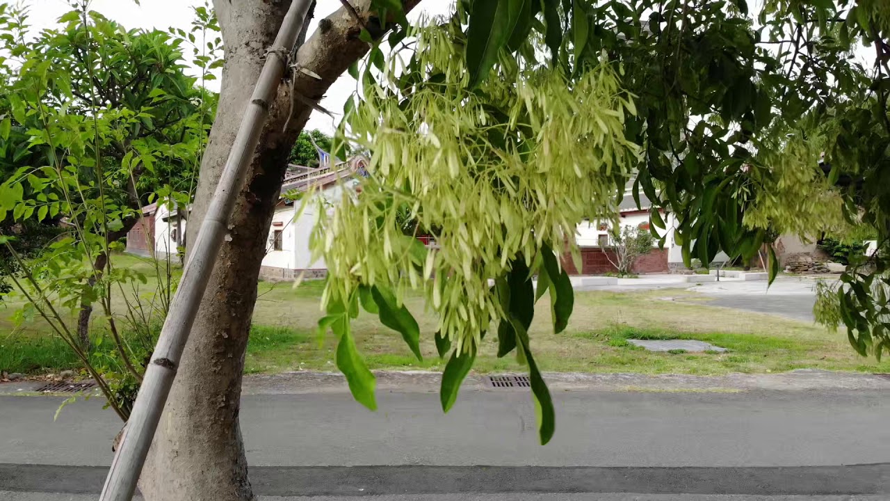 20180602 光臘樹
