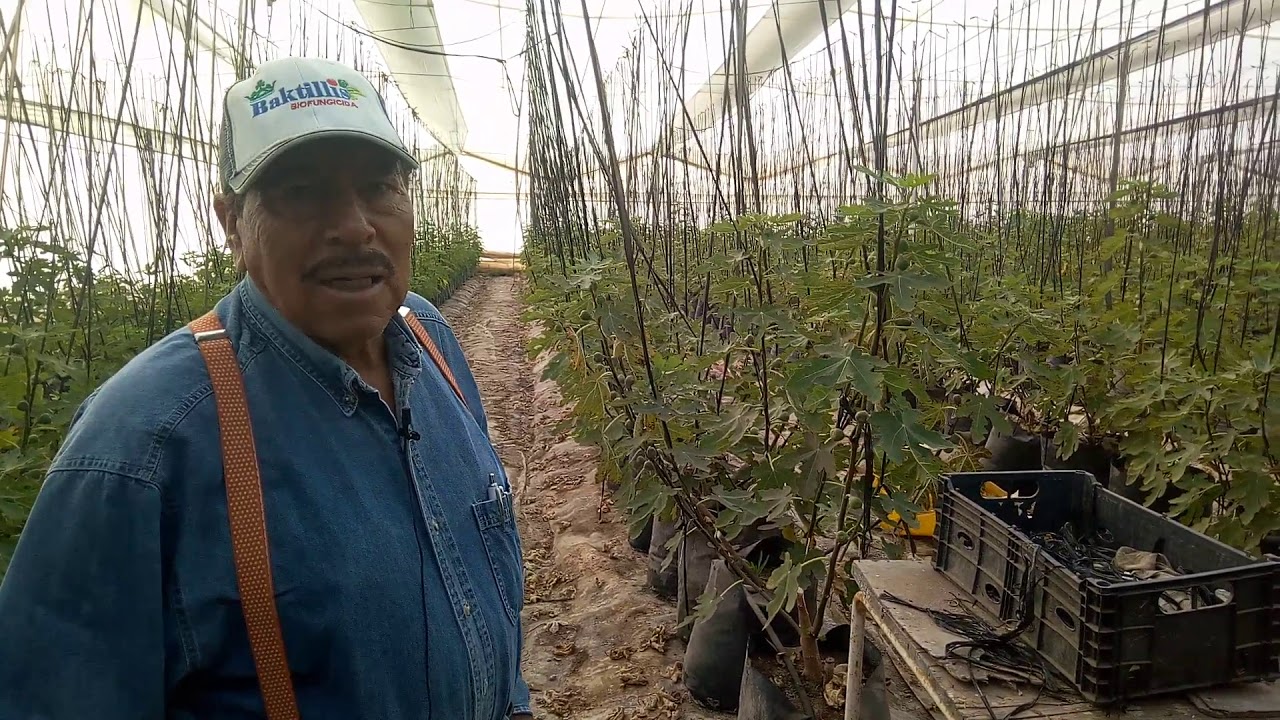 Cambian el jitomate por higos