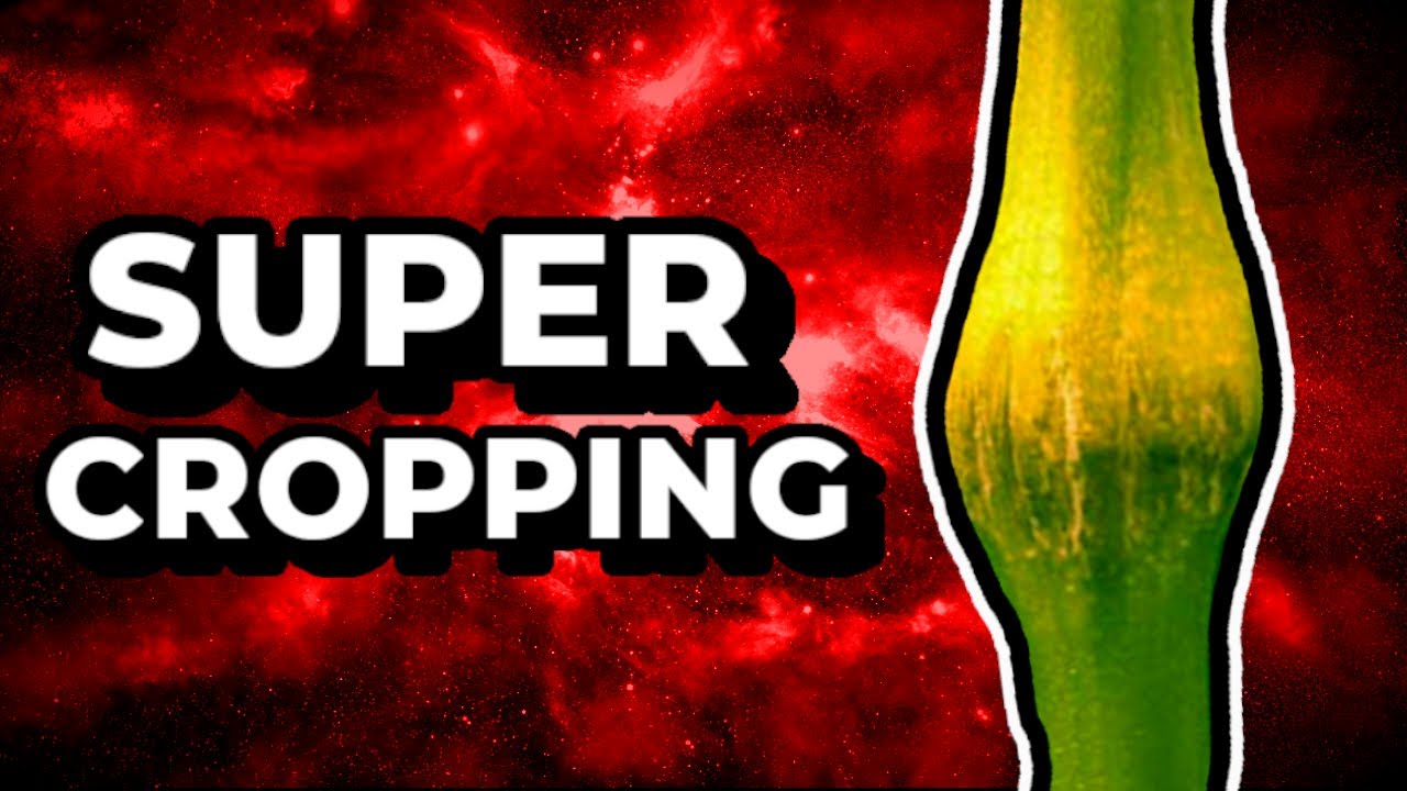 How To SuperCrop Your Cannabis Plant