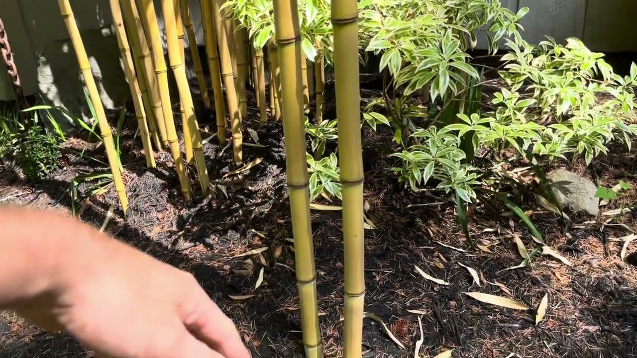 Idiotic topping experiment conclusion. Phyllostachys aureosulcata 'Aureocaulis'