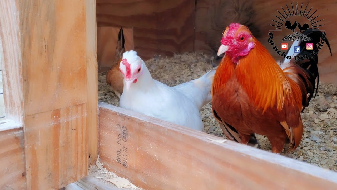 Vamos a sacar mas blancos kikirikis! Envio para Kansas Ep.17