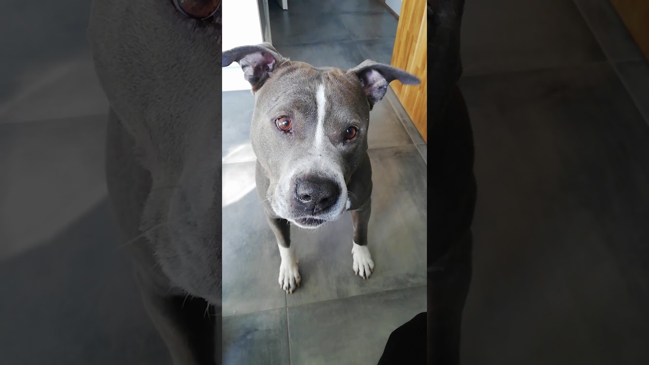 Amstaff w domu: 