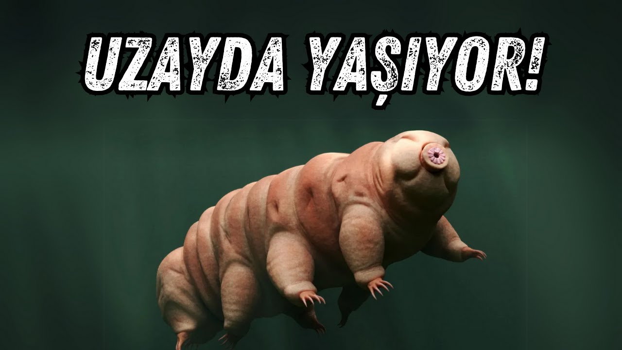 Uzayda Yaşayabilen Tek Canlı! Şaşırtıcı Gerçekler Şimdi Açığa Çıkıyor!
