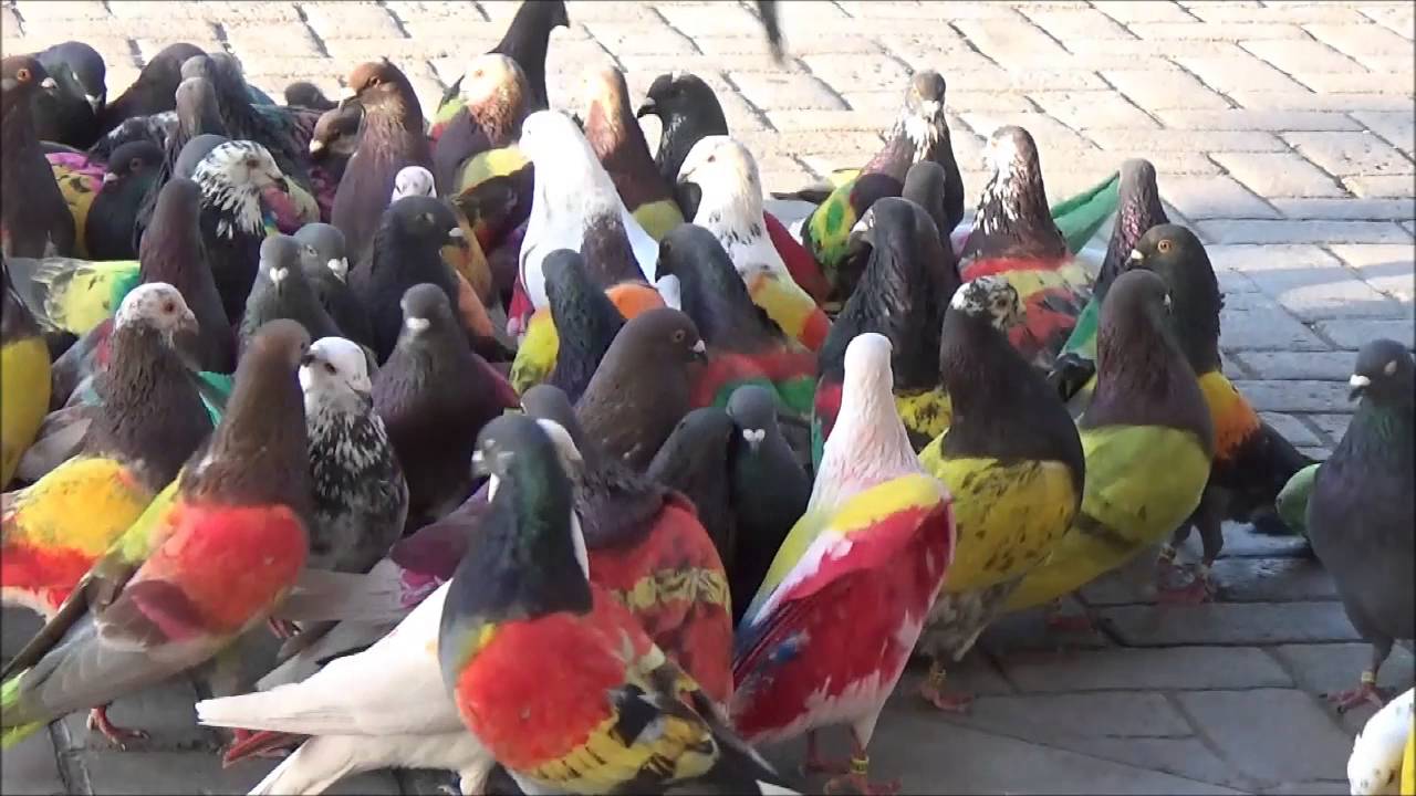 CONCURSO ESPECIAL LA LLOSA DE RANES 2016   7ª PRUEBA