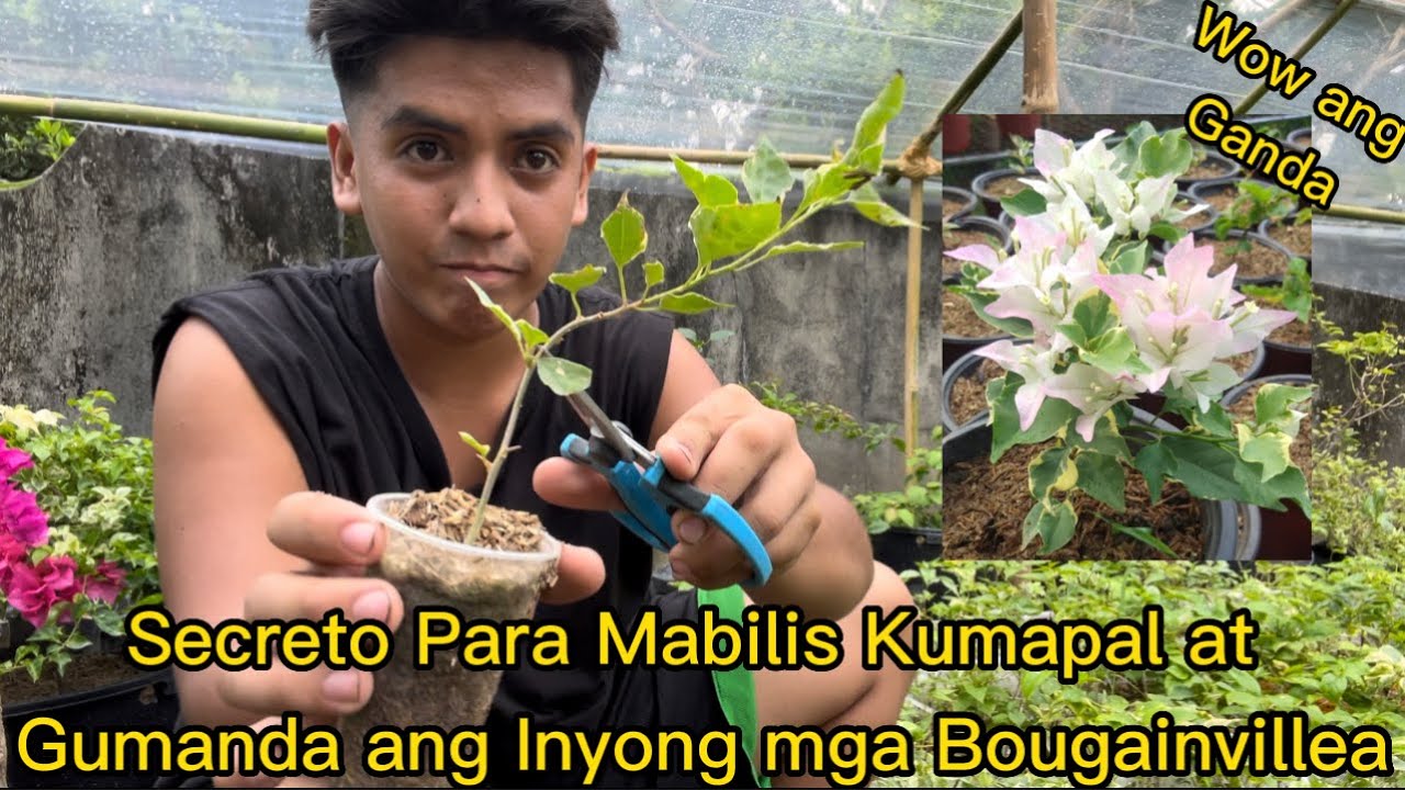 Secreto Para Mabilis Kumapal at Gumanda ang Inyong mga Bougainvillea