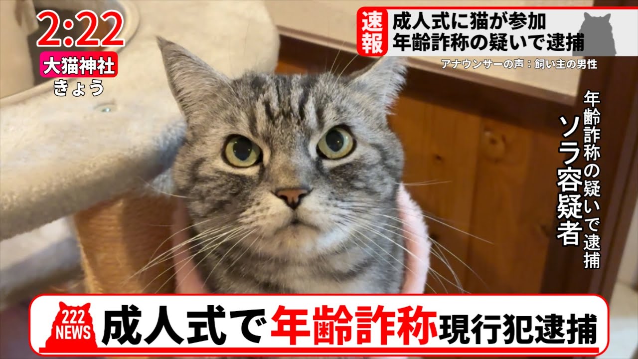 【速報】アメショー猫のソラが成人式で年齢詐称か 現行犯逮捕