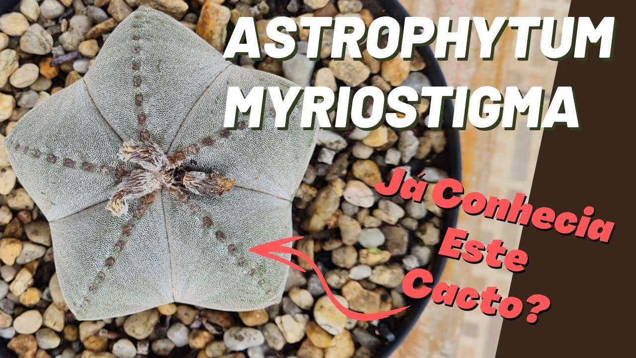 ASTROPHYTUM MYRIOSTIGMA - COMO CUIDAR E CULTIVAR ESTE CACTO