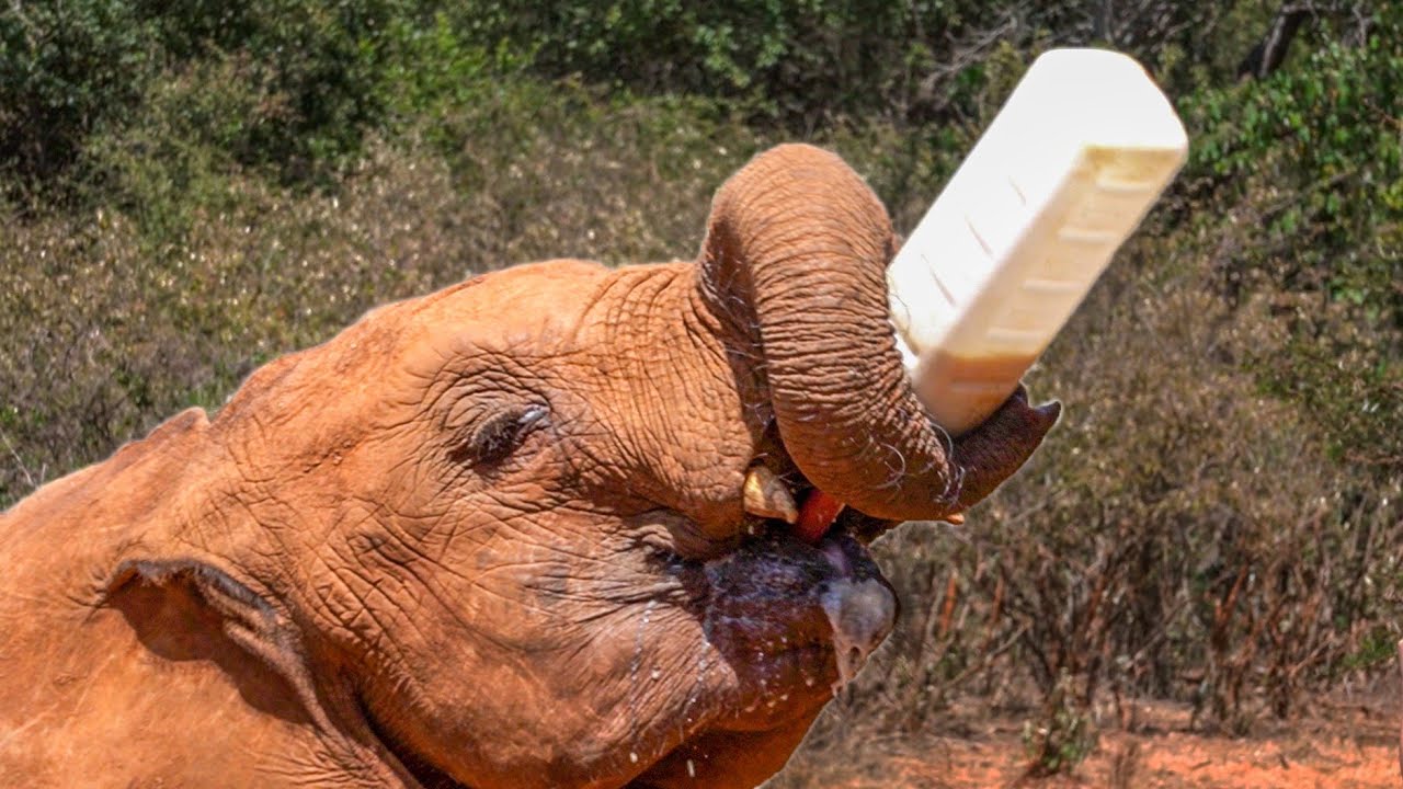 Nairobis Waisenhaus für Elefantenbabys