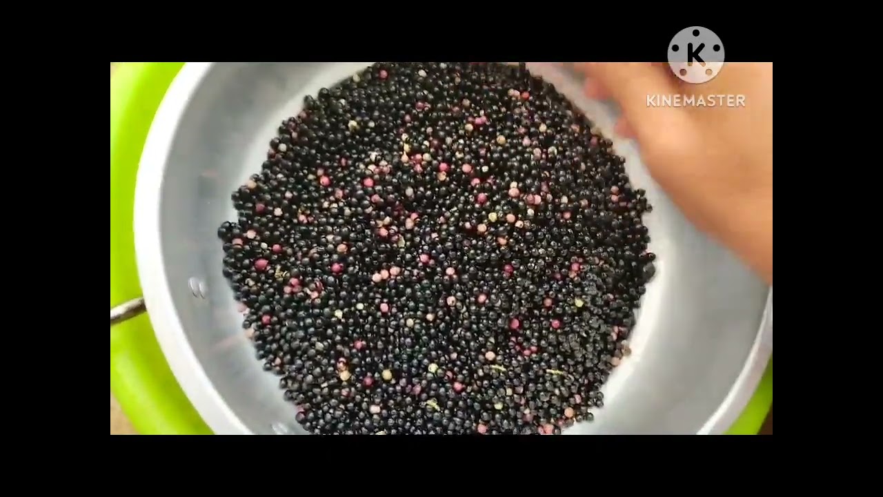 طريقة استخراج زيت الضرو أو (القظوم) في المنزل بطريقة بسيطةوصحية #زيت_ضرو#دواؤنا_بين_ايدينا#صحة