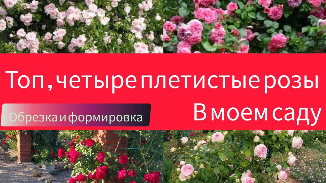 ТОП четырех плетистых  роз, для моего и Вашего сада! Особенности их обрезки и укладки на опоры.
