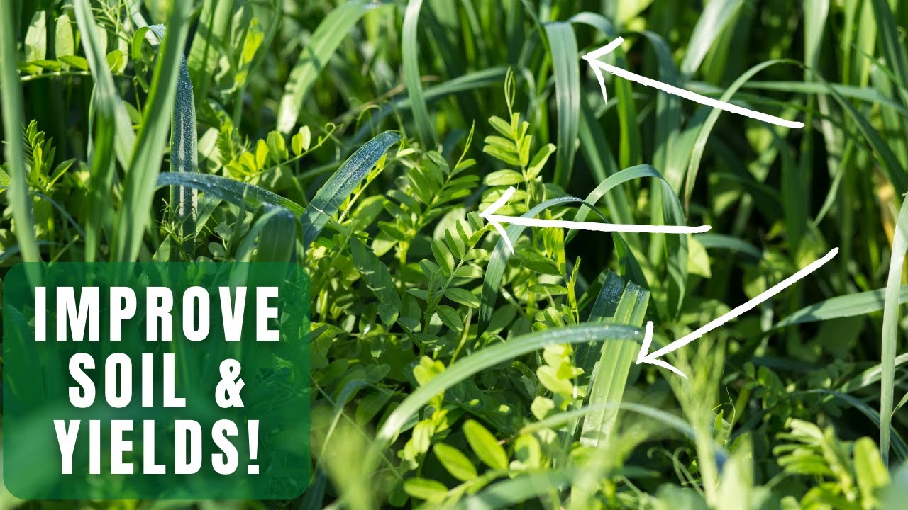 Benefits of Cover crops - how do they increase soil fertility and boost soil health?