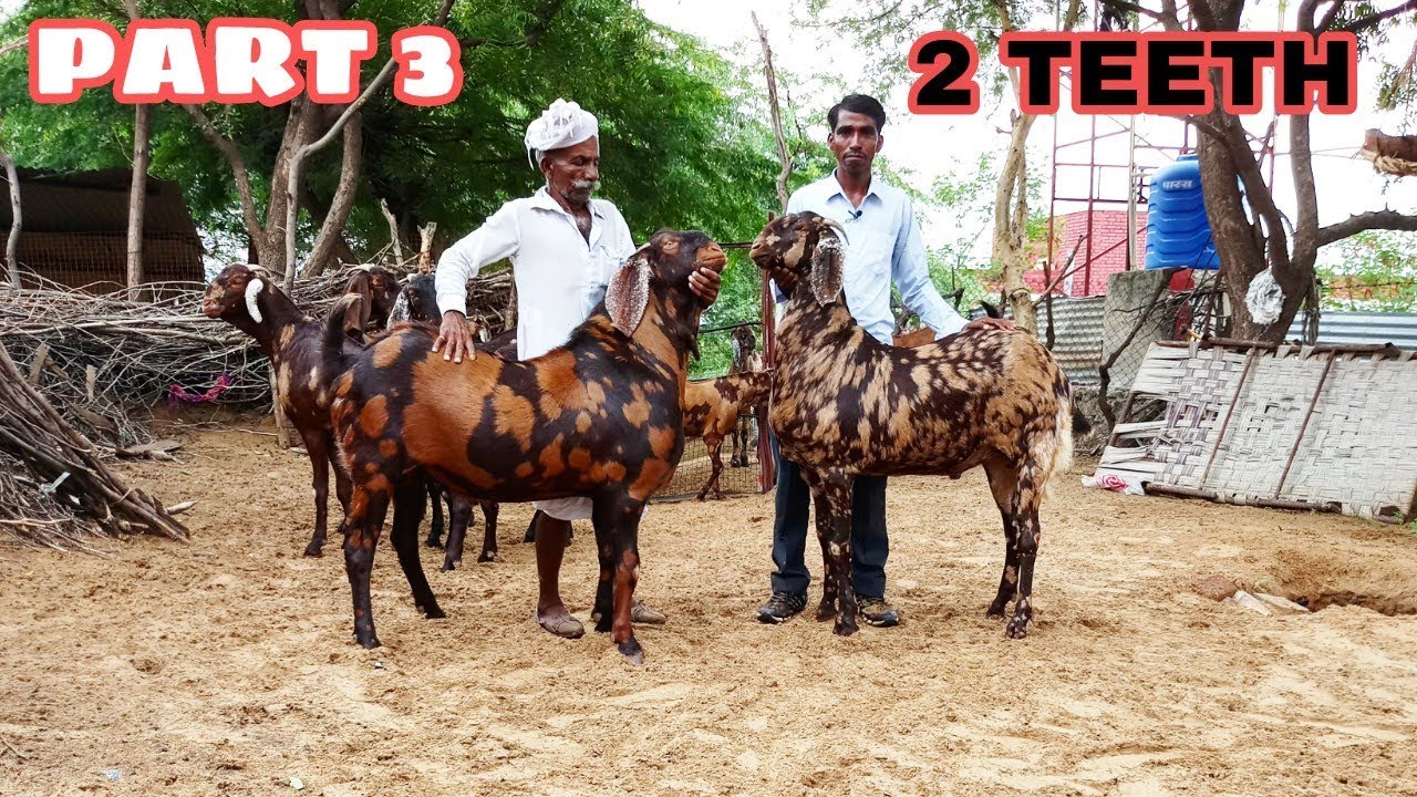 big 2 teeth sirohi goat at JMD goat farm