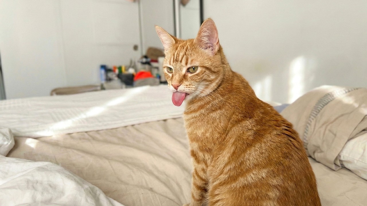 FUNNY Cats Going Crazy in 2026 🤣 Try Not To Laugh
