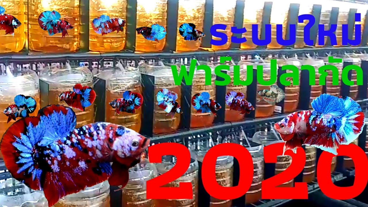 ฟาร์มปลากัดระบบใหม่2020 ระบบดันน้ำสุดทันสมัย อยากให้คนเลี้ยงปลากัดได้ดู New Betta Farm 2020
