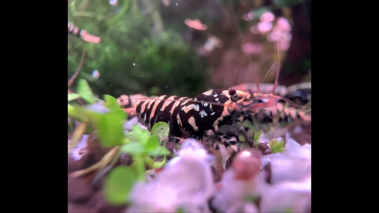 Black Pinto Galaxy