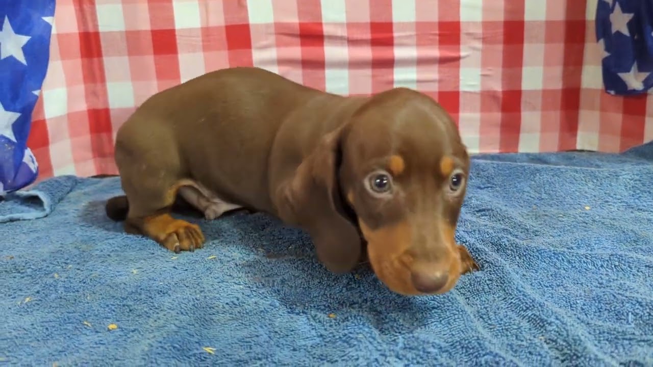 SOLD - Daishi and Denver's boys #tnpuppies #dachshundpups