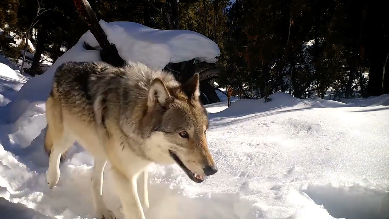 Yellowstone Wolves