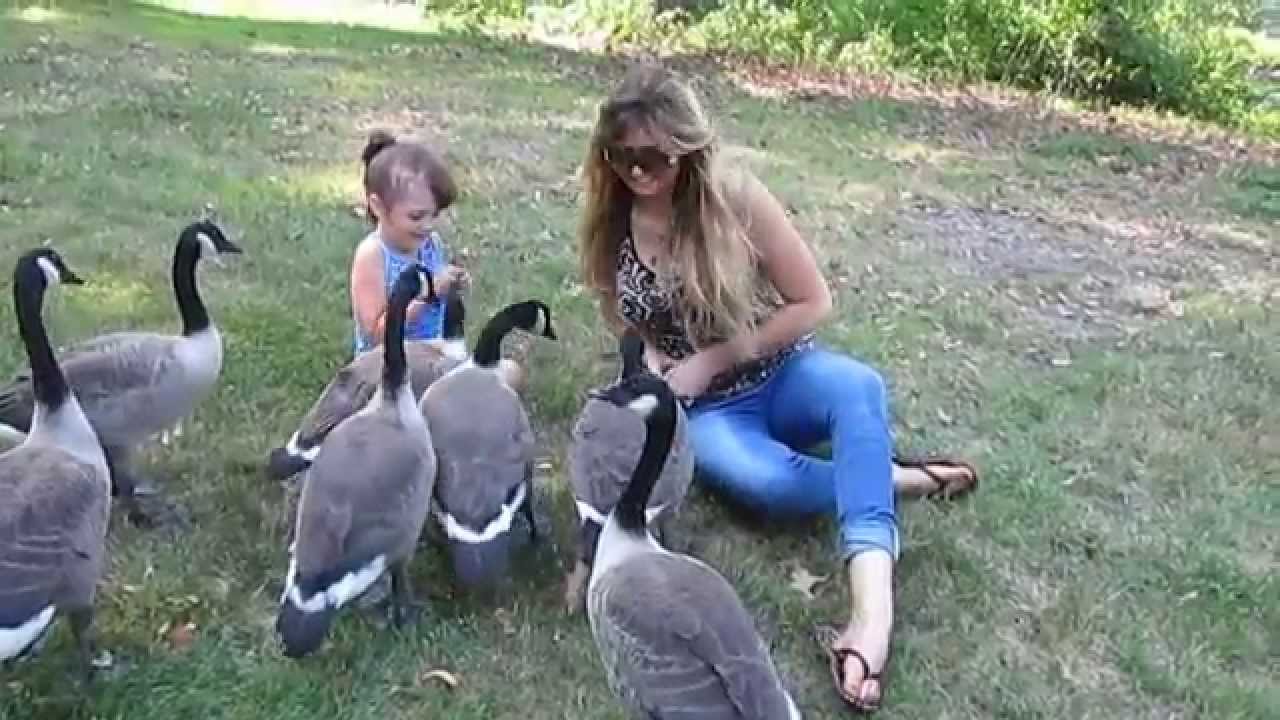 Feeding & Playing w. a Family of Wild Canada Geese we Have Been Caring for Since Their Mother Died