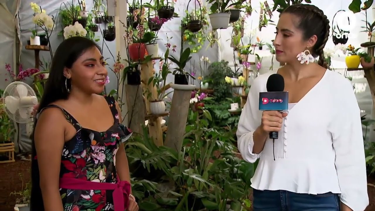 D Todo - Orquídeas (09/08/2022)