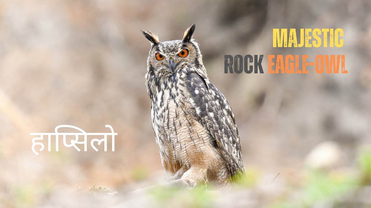 Rock Eagle-Owl: The Silent Hunter of the Night | Indian Eagle-Owl