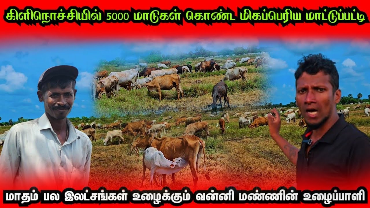 5000 மாடுகள் ஒரே இடத்தில்🐄இலங்கையின் மிகப்பெரிய மாட்டுப்பட்டி கிளிநொச்சியில் @Spseelanvlogs126