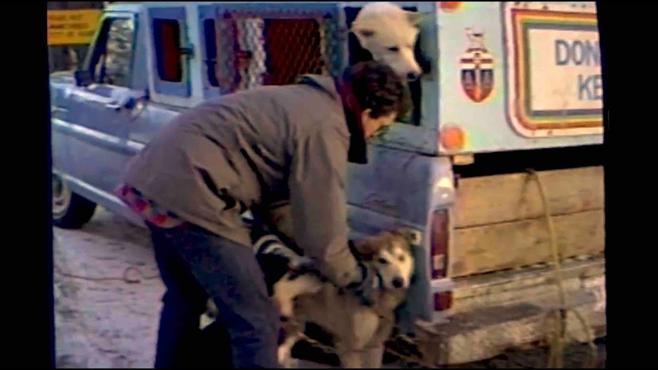 ANDY'S DOGS