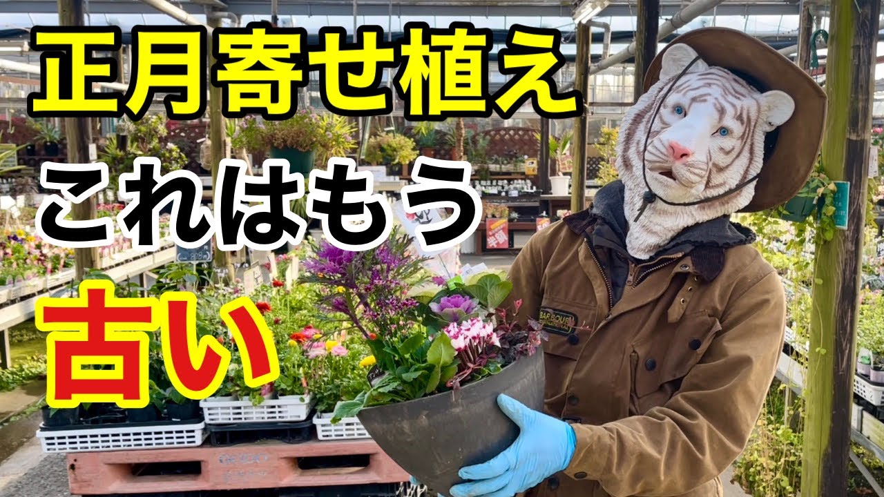 ２０２１年最新　正月寄せ植え教えます　今年作るならこれ　　【カーメン君】【園芸】【ガーデニング】【初心者】
