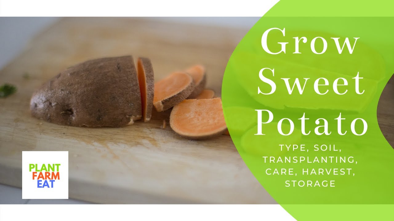 How to grow sweet potato at home