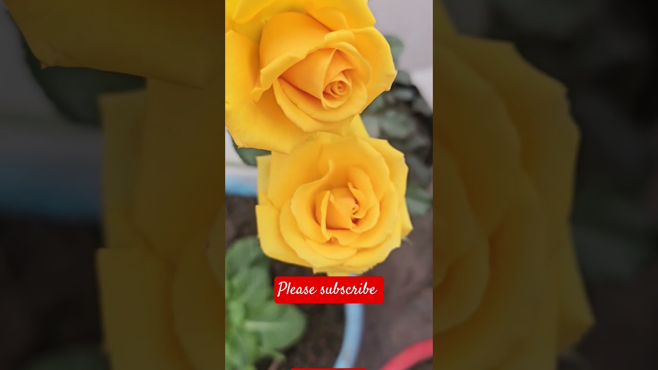beautiful blooming nature amazing  flowers 