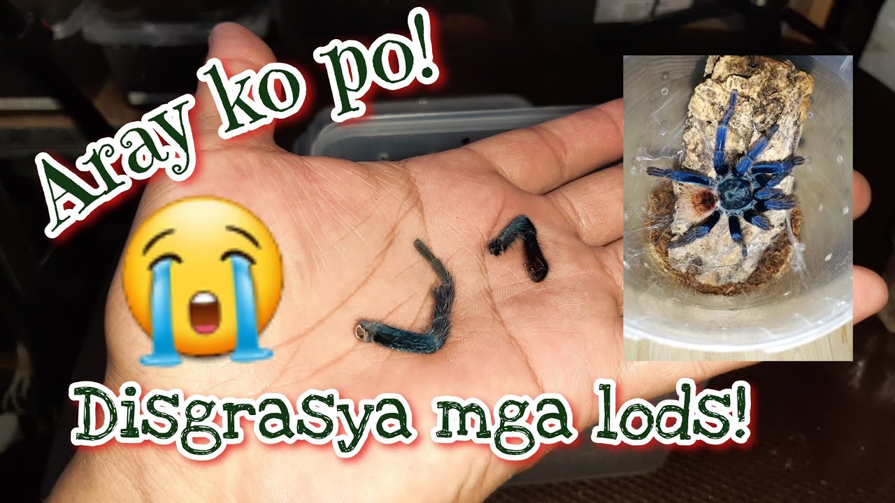 Chromatopelma | sumatran tiger | Birupes | Heterometrus petersii Update