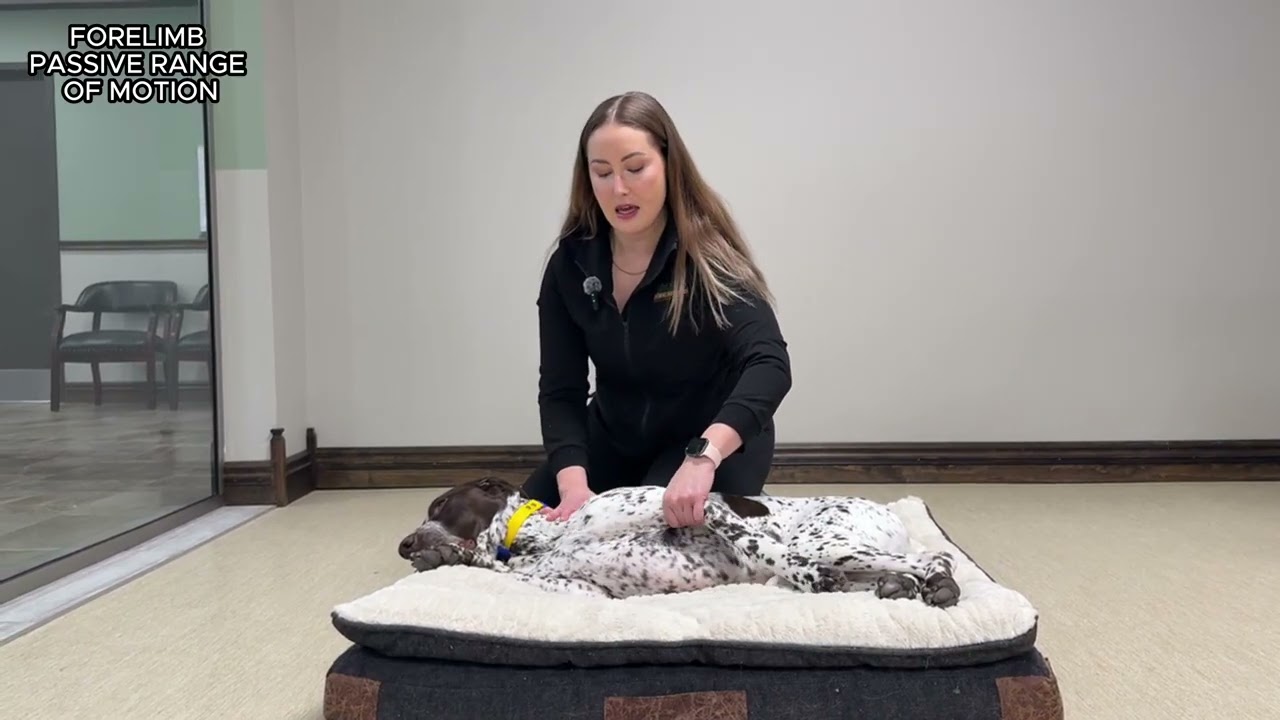 Forelimb Passive Range of Motion | Post-surgical Recovery for Dogs