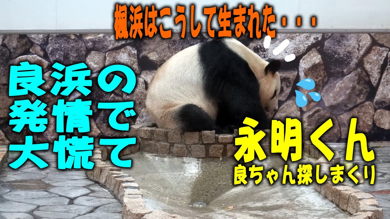 【だんだん焦りまくり】永明くん、良ちゃんと最後のこどもはこうして生まれた