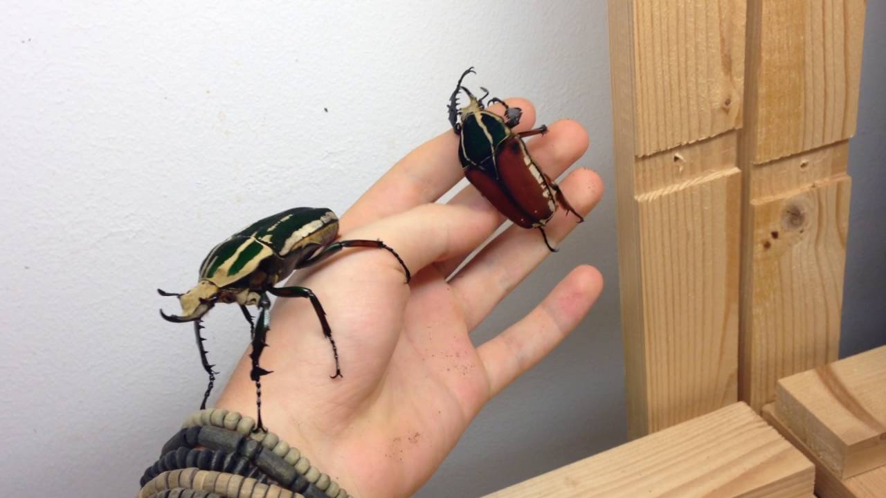 African Flower Beetles